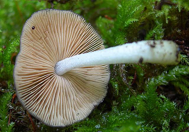 La  Flora  micologica  Alsaziana